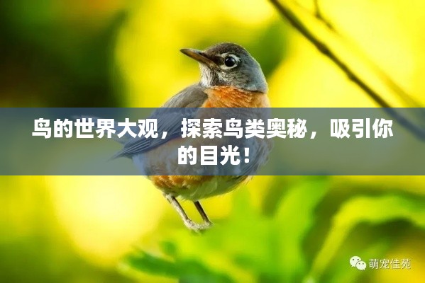 鸟的世界大观，探索鸟类奥秘，吸引你的目光！