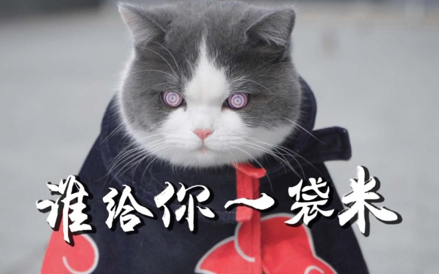 猫咪软官方下载跟正版火影手游,专业执行解答 MR_v1.926