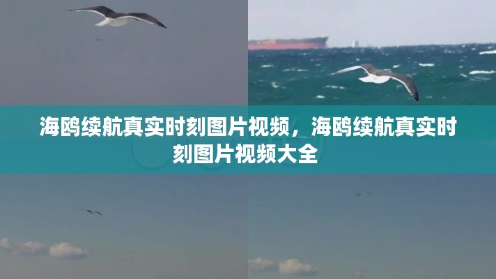 海鸥续航真实时刻图片视频,海鸥续航真实时刻图片视频大全