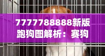 7777788888新版跑狗图解析:赛狗运动的体能训练指南