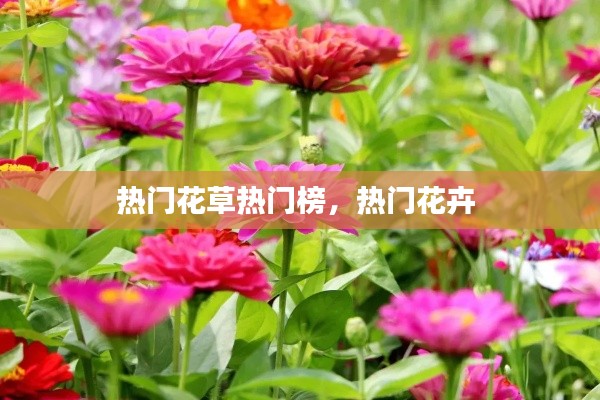 热门花草热门榜,热门花卉