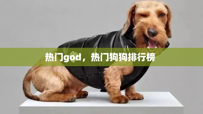 热门god，热门狗狗排行榜 