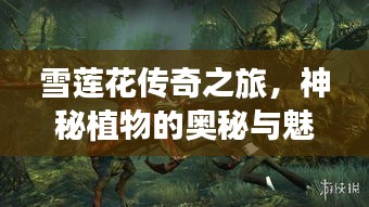 雪莲花传奇之旅,神秘植物的奥秘与魅力探索