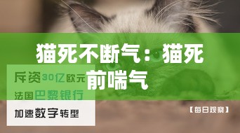 猫死不断气:猫死前喘气