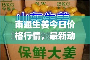 南通生姜今日价格行情，最新动态报告