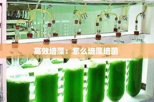高效培藻：怎么培藻培菌 
