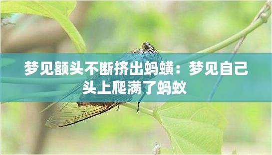 梦见额头不断挤出蚂蟥:梦见自己头上爬满了蚂蚁