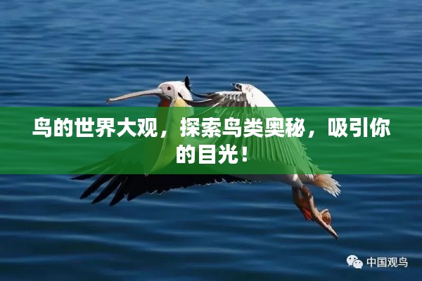 鸟的世界大观,探索鸟类奥秘,吸引你的目光!