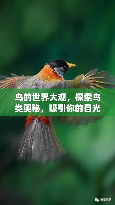 鸟的世界大观,探索鸟类奥秘,吸引你的目光!