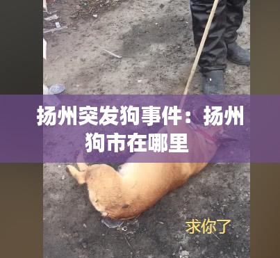 扬州突发狗事件:扬州狗市在哪里