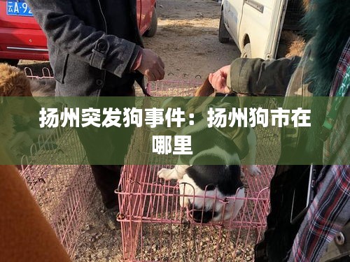 扬州突发狗事件:扬州狗市在哪里