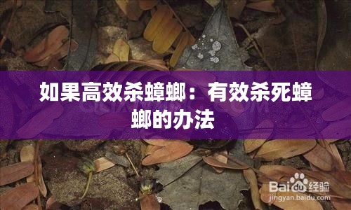 如果高效杀蟑螂:有效杀死蟑螂的办法