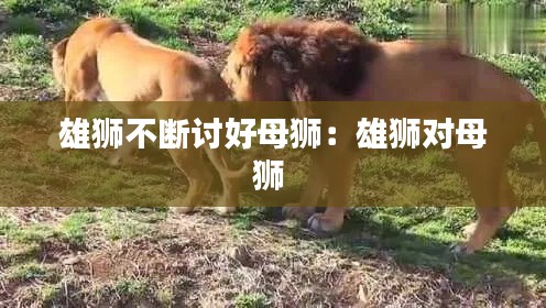 雄狮不断讨好母狮:雄狮对母狮
