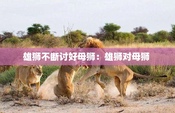 雄狮不断讨好母狮:雄狮对母狮