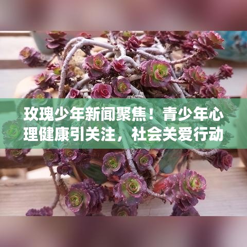 玫瑰少年新闻聚焦!青少年心理健康引关注,社会关爱行动全力推进