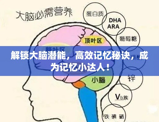 解锁大脑潜能，高效记忆秘诀，成为记忆小达人！