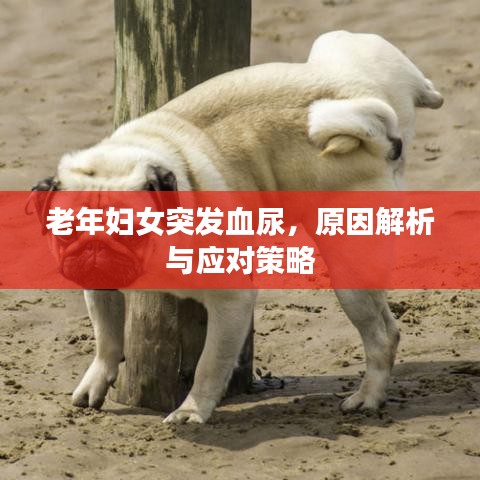 老年妇女突发血尿,原因解析与应对策略