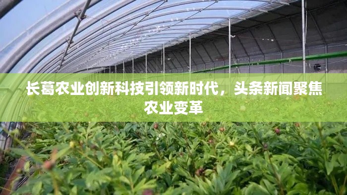 长葛农业创新科技引领新时代,头条新闻聚焦农业变革
