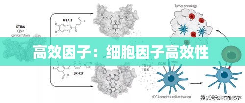 高效因子:细胞因子高效性
