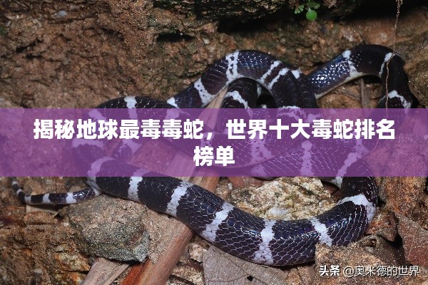 揭秘地球最毒毒蛇，世界十大毒蛇排名榜单