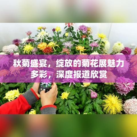 秋菊盛宴，绽放的菊花展魅力多彩，深度报道欣赏