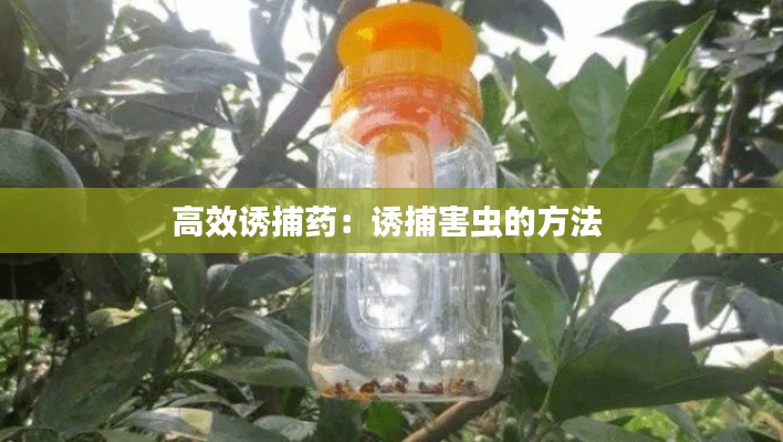高效诱捕药:诱捕害虫的方法