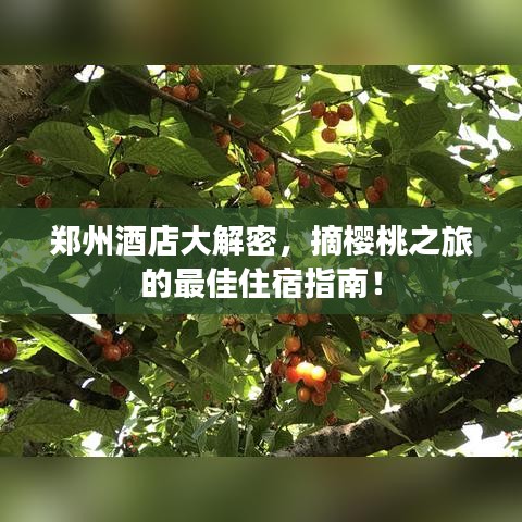 郑州酒店大解密,摘樱桃之旅的最佳住宿指南!