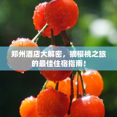 郑州酒店大解密,摘樱桃之旅的最佳住宿指南!