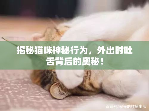 揭秘猫咪神秘行为,外出时吐舌背后的奥秘!