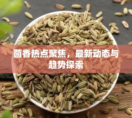 茴香热点聚焦，最新动态与趋势探索