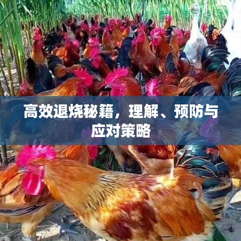 高效退烧秘籍，理解、预防与应对策略