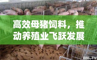 高效母猪饲料,推动养殖业飞跃发展