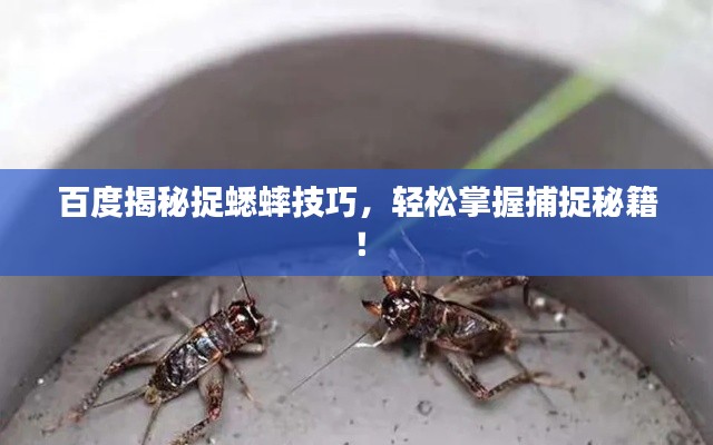 百度揭秘捉蟋蟀技巧,轻松掌握捕捉秘籍!