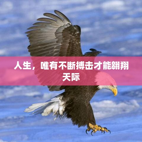 人生,唯有不断搏击才能翱翔天际