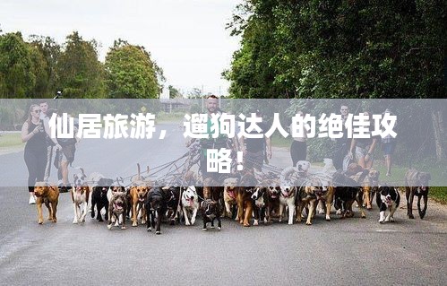 仙居旅游，遛狗达人的绝佳攻略！