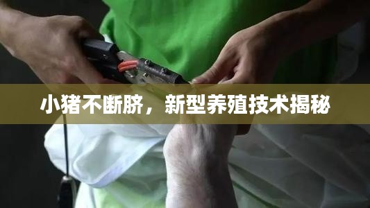 小猪不断脐，新型养殖技术揭秘