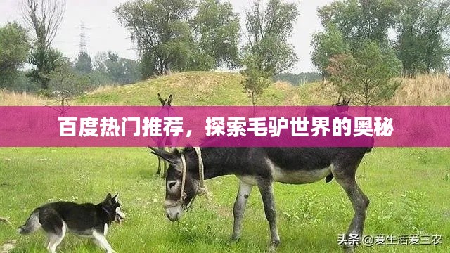 百度热门推荐,探索毛驴世界的奥秘
