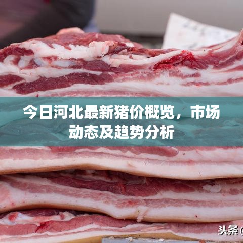 今日河北最新猪价概览,市场动态及趋势分析