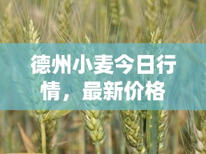 德州小麦今日行情,最新价格揭秘