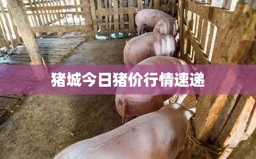 猪城今日猪价行情速递