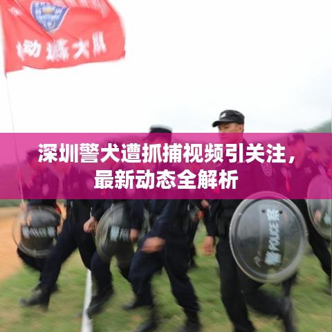 深圳警犬遭抓捕视频引关注,最新动态全解析