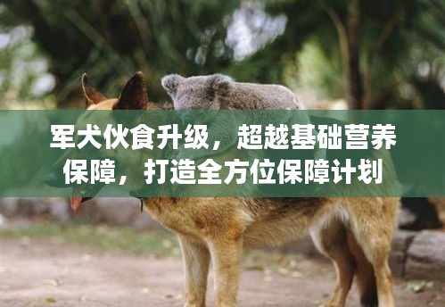 军犬伙食升级,超越基础营养保障,打造全方位保障计划