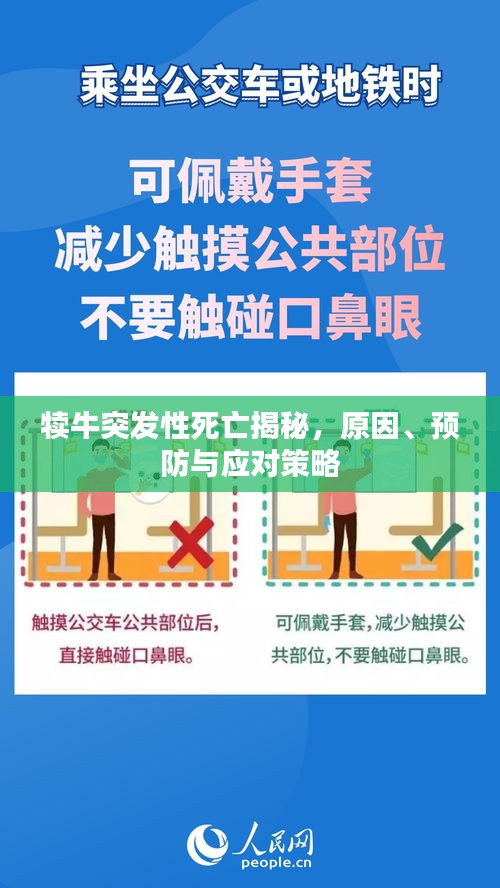 犊牛突发性死亡揭秘,原因、预防与应对策略