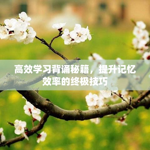 高效学习背诵秘籍,提升记忆效率的终极技巧