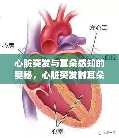 心脏突发与耳朵感知的奥秘,心脏突发时耳朵感知的变化探讨