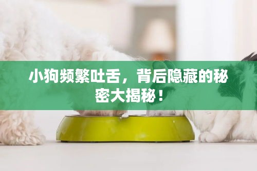 小狗频繁吐舌,背后隐藏的秘密大揭秘!