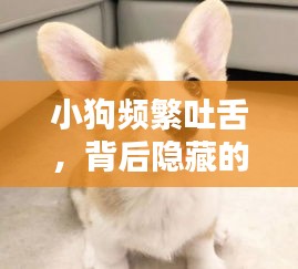 小狗频繁吐舌,背后隐藏的秘密大揭秘!