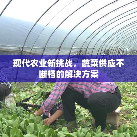 现代农业新挑战,蔬菜供应不断档的解决方案