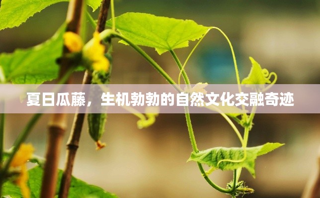 夏日瓜藤,生机勃勃的自然文化交融奇迹