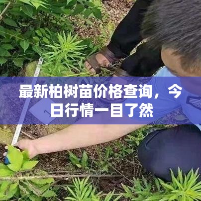 最新柏树苗价格查询，今日行情一目了然